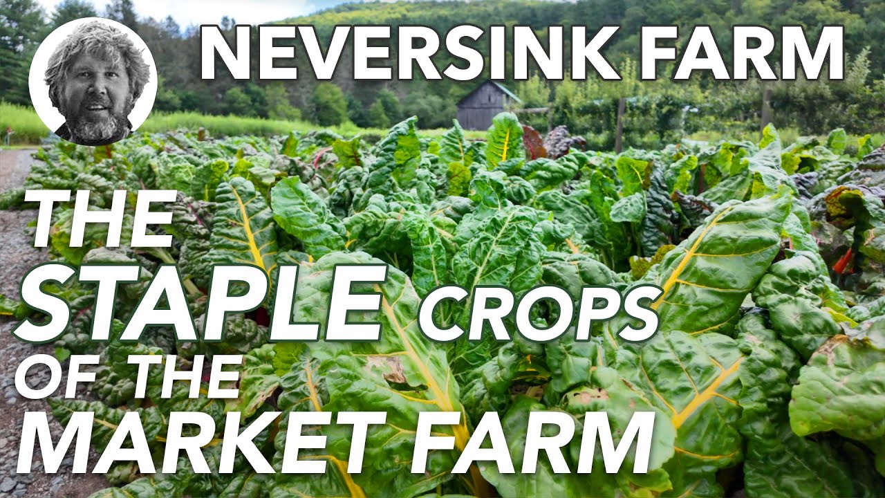 Основные сельскохозяйственные культуры на товарной ферме: мангольд и капуста кале.