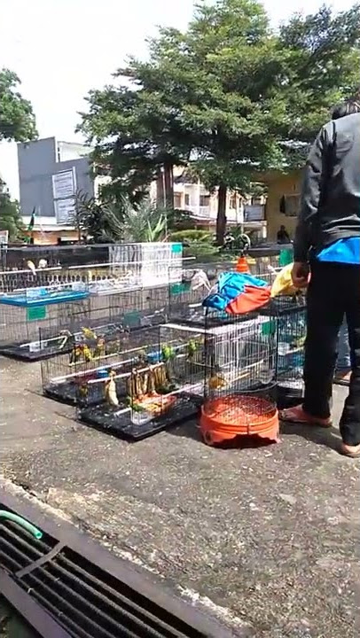AGEN BURUNG CIBINONG-BOGOR
