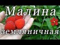 Малина земляничная - это вкусно, если правильно!