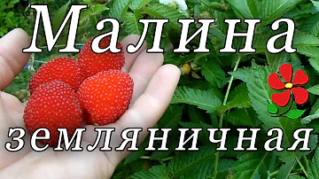 Малина земляничная - это вкусно, если правильно!