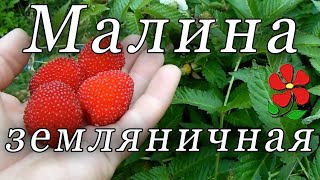 Малина земляничная - это вкусно, если правильно!