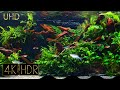 Cropped يهدئ العقل Aquascape Fixed 3hours 4K HDR 60fps Water Sound 