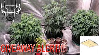 How To Grow medical Cannabis Part 5. Early Flower Training. Huge Giveaway.. ENTER BELOW. #marshydro