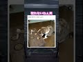 不思議そう笑　#動物 #猫のいる暮らし #元気になる動画 #癒し動画 #癒し #猫 #可愛い #かわいい