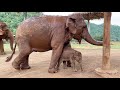 The beginning a new life of baby elephant Wan Mai and her mother Mae Mai - ElephantNews