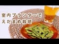 【室内プランター栽培】種まきから収穫•茹で方•胃袋まで♪67日間の記録【枝豆栽培】