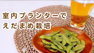 【室内プランター栽培】種まきから収穫•茹で方•胃袋まで♪67日間の記録【枝豆栽培】