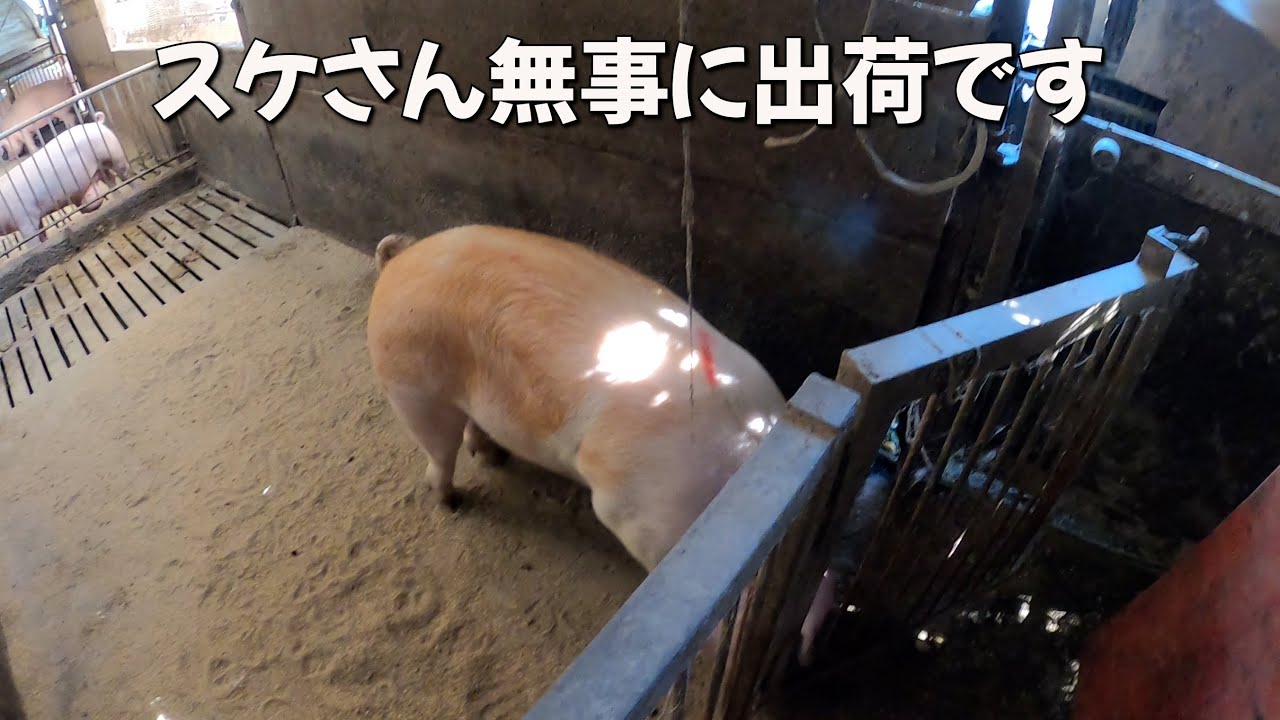 スケさん出荷　10月13日