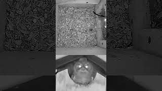 Last Owlet Dash Flys The Nest Box