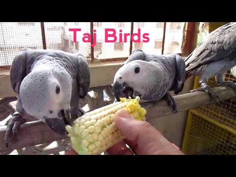 African Grey Parrot Baby : African Grey Parrot Talking : African Grey Parrot Baby Playing African Grey Parrot Baby : African Grey Parrot Talking : African Grey Parrot Baby Playing