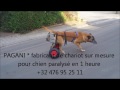 Chariot pour chien handicapé