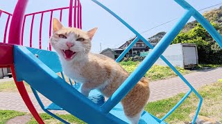 【一作限り】雲のすべり台を駆ける幼い天使と白い猫　A766 A cat meowing in a cute voice is having fun playing on a slide in