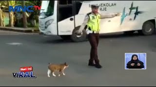 VIRAl Aksi Polisi Bantu Kucing Nyebrang Jalan - LIS 23/12