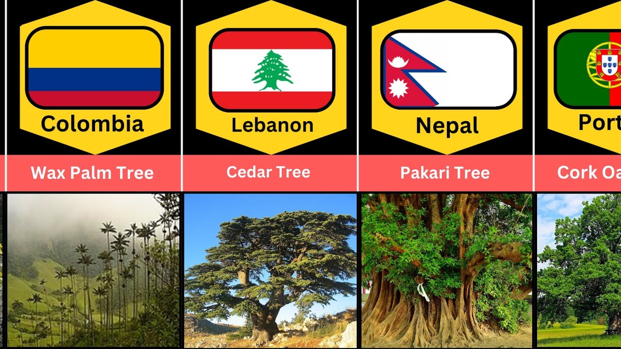 National Tree From Different Countries 🌳🌳🌏🌍part 2 - YouTube