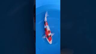 【綾Koiファーム】【平澤養鯉場産】昭和51cm(IHRT-029)