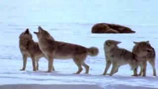 Yellowstone Realm of The Coyote (Nature Documentary)