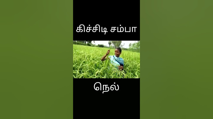 Traditional paddy#Kitchidi Samba#5 Feet#150 days#Tamil