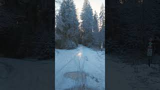 Winterwald