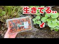 スーパーのサワガニを川で飼うとヤバい