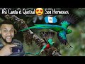 Bebe Quetzal Cantando😍 Te Enamoraras Son Hermosos♡