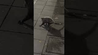 Opossum Casually Explores Street at Night
