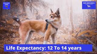 Norwegian Lundehund Dog Breed Information | Short | WMK by White Moon Kennels 51 views 1 year ago 30 seconds