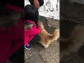 Stray Cat at Great Wall Of China