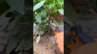 Pruning hot chillies Tutorial #agriculture #shorts