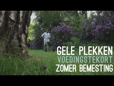 Video: Russische Gazons: Glooiende Gazon- En Grasmengsels Voor Het Landschap, Kenmerken En Tips Om Te Kiezen