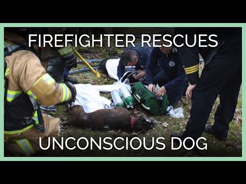 Video: Kućni ljubimac: Vatrogasci daju djevojčici upozoravajući pas, Marmozetovi su pristojni sugovornici
