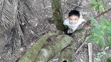 Cây khế/Cây khế cổ thụ trên 100 năm tuổi| cây khế đẹp| cây khế lạ nhiều hốc| cây khế thân bọng