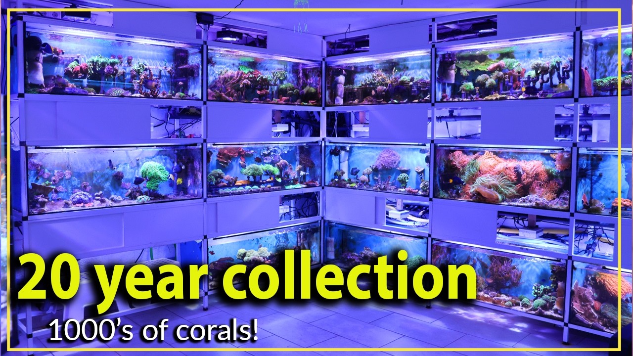The CRAZIEST basement I'v ever seen. Coral collection to die for.