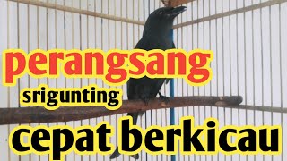 perangsang burung srigunting agar rajin berkicau