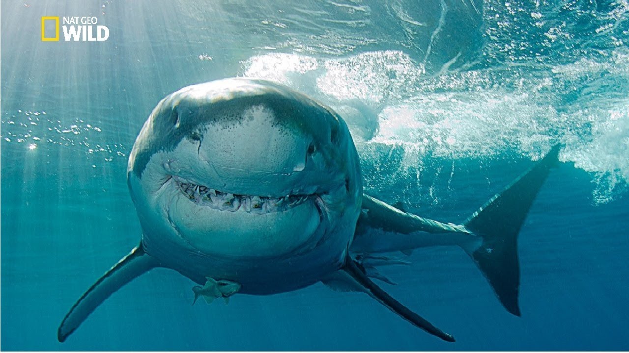 ⁣Gold Coast Shark Attacks [National Geographic Documentary HD 2017]