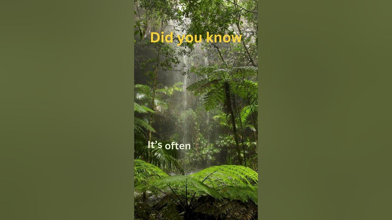  facts how much oxygen does rainforest produce shorts nature 