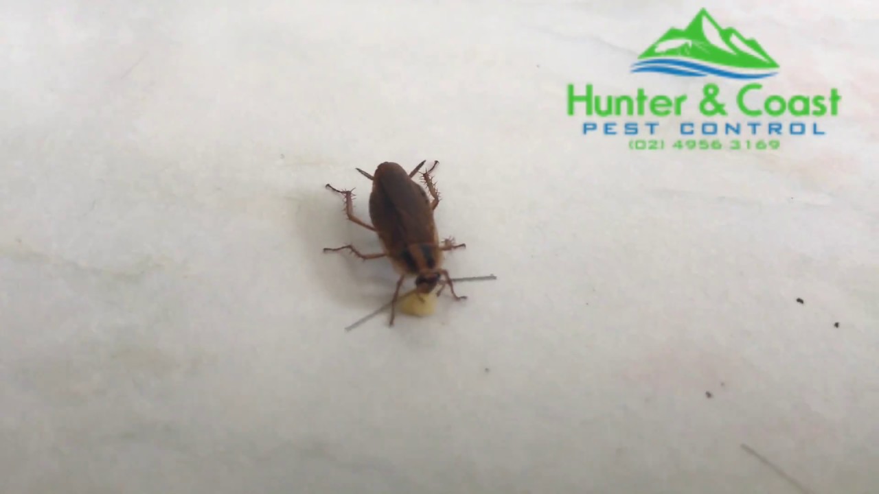 Cockroach Hunter Insect Hunter & Coast Pest Control German Cockroach Control - YouTube