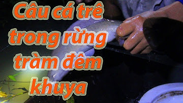 Đất Chín Rồng | Giăng câu cá trê trong rừng tràm