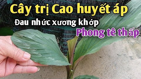 Loại cây trị Cao huyết áp, đau nhức xương khớp, phong tê thấp, phục hồi sức khỏe sau sinh. PHAN HẢI