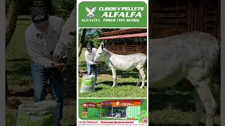 Don Porfirio el Burro Reproductor disponible en Bonao, República Dominicana para cría de mulares