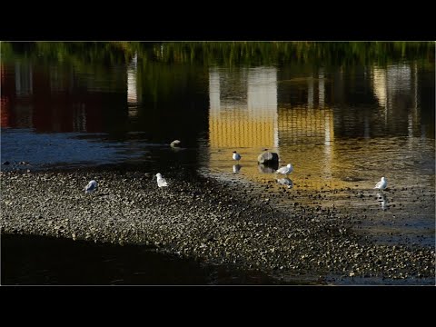 Video: Teknologiske Hensyn For Genomstyrt Diagnose Og Håndtering Av Kreft