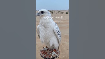 قران كريم سورة النمل الايه 19 🤲🤲🤝🤝💝💝🇶🇦🇶🇦☀️