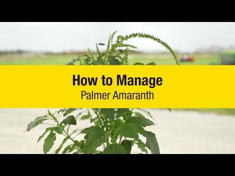 How It’s Done: Identify and Manage Palmer Amaranth