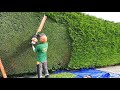 Trimming A Large Conifer / Leylandii Hedge