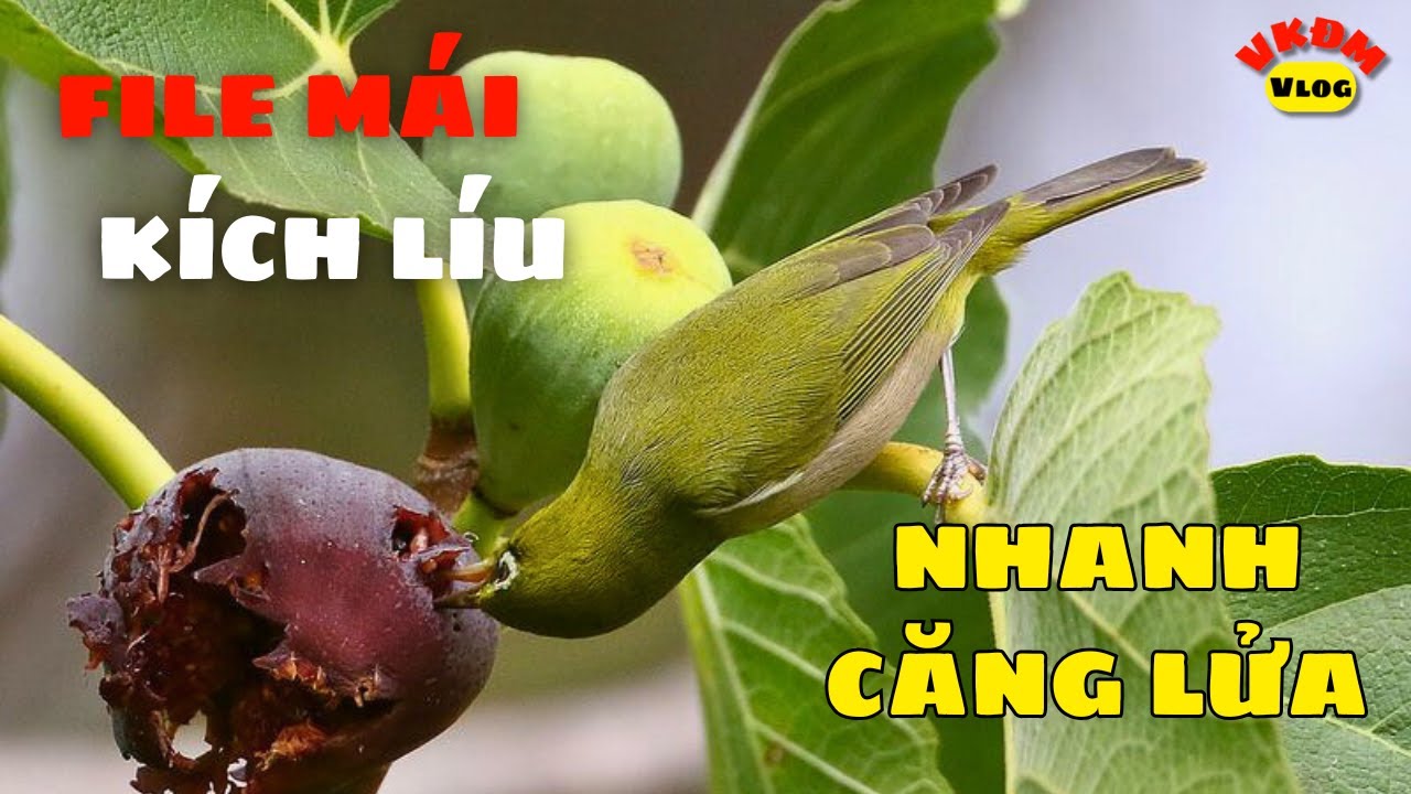 FIle mái kích líu nhanh căng lửa | VKĐM