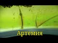 Артемия/Brine shrimp