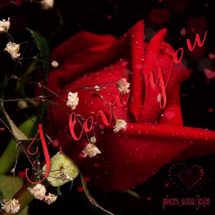 ( GIF. IMAGE ) ROSE 🌹 =My Simple Pleasure =