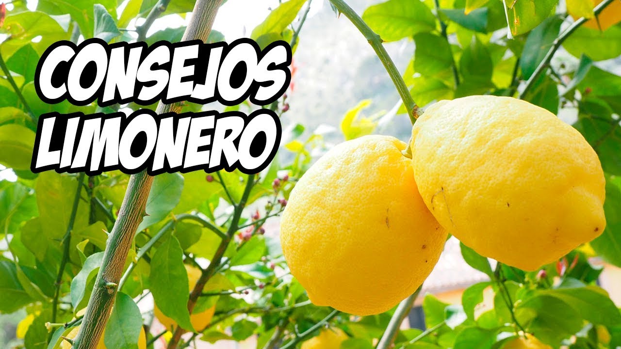Plantar un limonero en una maceta