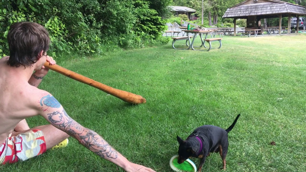 Didgeridoo Dog Challenge aka Didgeridog Challenge YouTube