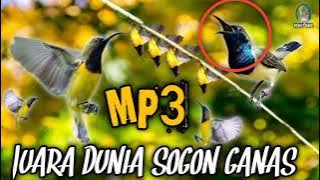 Suara pikat burung sogon terbukti dengan ampuhhnya tak terkalahkan ❗