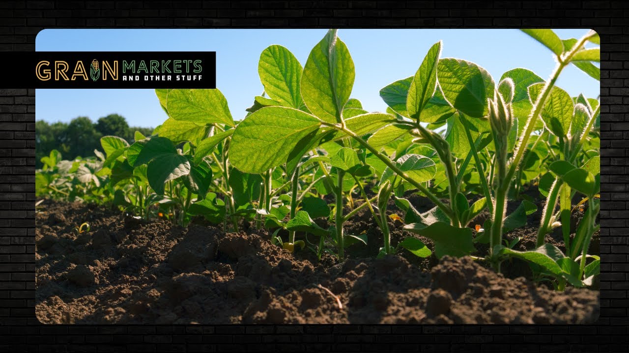 How Long Can Soybeans Ignore 